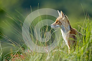 Red fox in the dunes