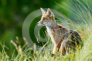 Red fox in the dunes