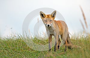 Red fox in the dunes