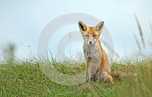 Red fox in the dunes