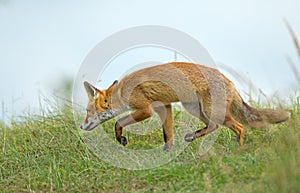 Red fox in the dunes