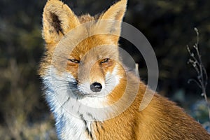 Red Fox in the dunes portrait