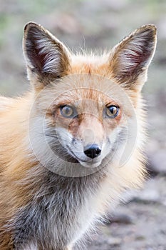 Red Fox Face