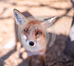 Red fox face close up. Blurred autumn nature at the background