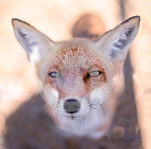 Red fox face close up. Blurred autumn nature at the background