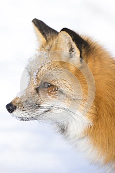 Red fox facial portrait