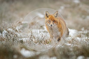 Red fox facing camera in wintertime on a meadow with dry grass