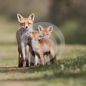 Red fox family