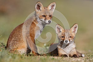 Red fox family