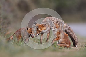 Red fox family