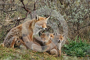 A Red fox family with cubs
