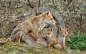 a red fox family with cubs