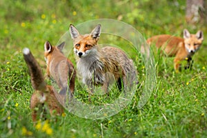 Red fox family with mother and three cubs hunting and playing on a glade