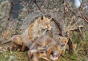 A red fox family with cubs