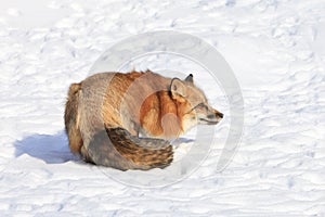 Red fox feeling threatened