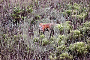 Red fox in a field
