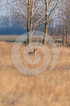 Red Fox in field, spring morning Vulpes vulpes