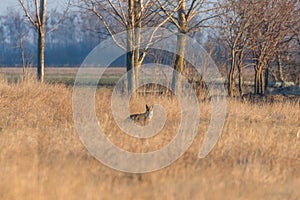 Red Fox in field, spring morning Vulpes vulpes