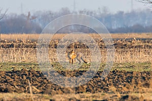 Red Fox in field, spring morning Vulpes vulpes