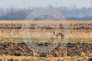 Red Fox in field, spring morning Vulpes vulpes
