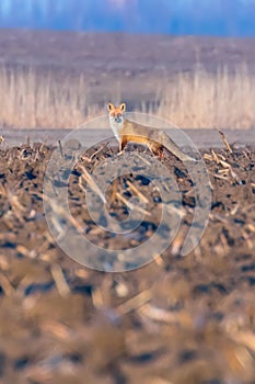 Red Fox in field, spring morning Vulpes vulpes