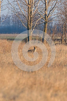 Red Fox in field, spring morning (Vulpes vulpes