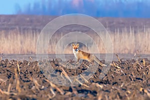 Red Fox in field, spring morning (Vulpes vulpes