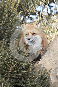 Red Fox by fir tree