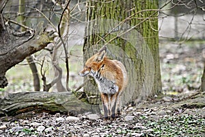 Red fox in the forest