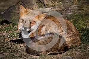 Red fox sleeping in the forest