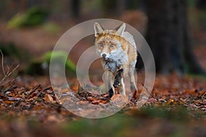 Red fox in the forest running directly to the camera. Autumn forest with wild beast