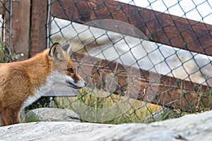 Red Fox in front of mesh fence