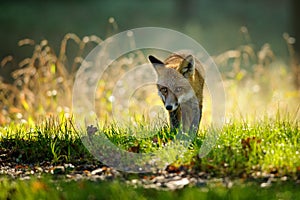 Red fox from front view in autumn backlight