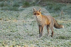 Red fox in frozen meadow