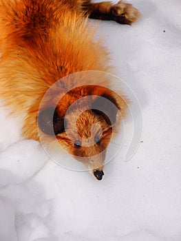 Red fox fur pelt