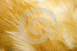 Red fox fur texture