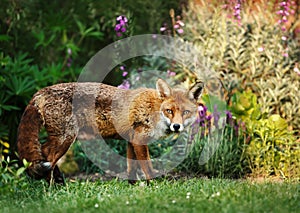 Red fox in the garden with flowers