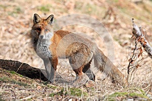 Red Fox (Vulpes vulpes)Germany
