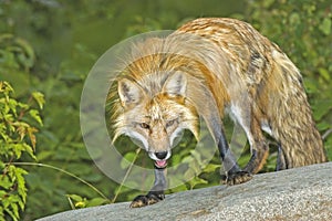 Red fox glaring photo