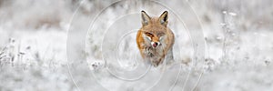Red fox going forward on meadow in wintertime nature.