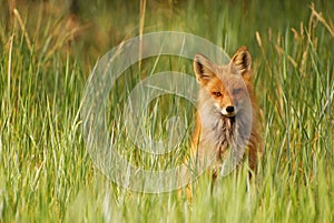 Red Fox in Grass photo