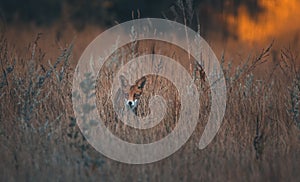 Red fox in grass at sunrise