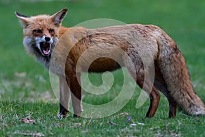 Red fox growling