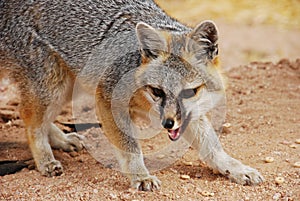 Red Fox Growling or Yipping