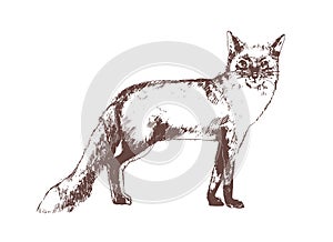 Red fox hand drawn with contour lines on white background. Beautiful realistic elegant drawing of forest omnivorous photo