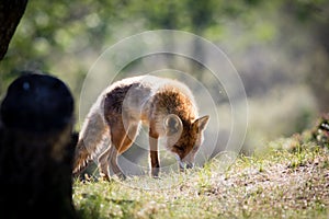 Red fox on a hill sniffing grass