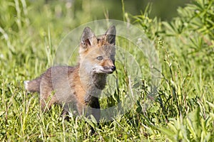 Red Fox hit walking in meadow