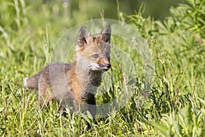 Red Fox hit walking in meadow photo
