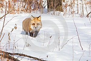 Red fox on a hunt