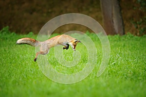 Red fox on hunt, mousing in grass field